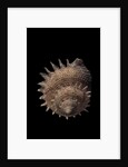 Galeoastraea millegranosa by Anonymous