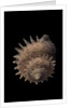 Galeoastraea millegranosa by Anonymous