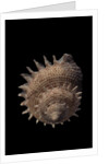 Galeoastraea millegranosa by Anonymous
