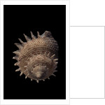 Galeoastraea millegranosa by Anonymous