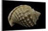 Galeodea echinophora by Anonymous