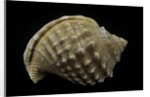Galeodea echinophora by Anonymous