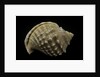 Galeodea echinophora by Anonymous