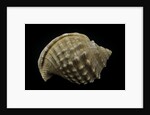 Galeodea echinophora by Anonymous