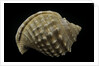 Galeodea echinophora by Anonymous