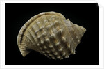 Galeodea echinophora by Anonymous
