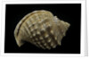 Galeodea echinophora by Anonymous