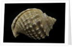 Galeodea echinophora by Anonymous