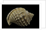 Galeodea echinophora by Anonymous