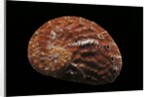 Haliotis patamakanthini by Anonymous