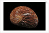 Haliotis patamakanthini by Anonymous