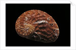 Haliotis patamakanthini by Anonymous