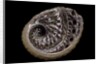 Haliotis scalaris by Anonymous