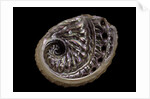 Haliotis scalaris by Anonymous