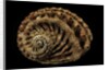 Haliotis scalaris by Anonymous