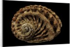Haliotis scalaris by Anonymous
