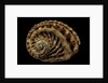 Haliotis scalaris by Anonymous