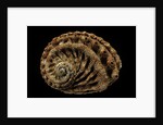 Haliotis scalaris by Anonymous