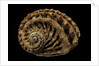 Haliotis scalaris by Anonymous