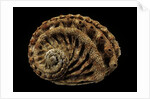 Haliotis scalaris by Anonymous