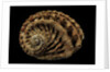 Haliotis scalaris by Anonymous