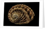 Haliotis scalaris by Anonymous