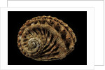 Haliotis scalaris by Anonymous