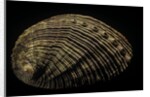 Haliotis semistriata by Anonymous