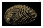 Haliotis semistriata by Anonymous