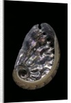 Haliotis sp. by Anonymous