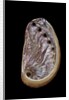 Haliotis tuberculata by Anonymous