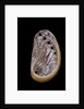 Haliotis tuberculata by Anonymous