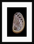Haliotis tuberculata by Anonymous