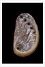 Haliotis tuberculata by Anonymous