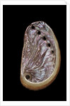 Haliotis tuberculata by Anonymous