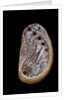 Haliotis tuberculata by Anonymous
