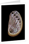 Haliotis tuberculata by Anonymous