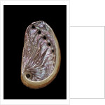 Haliotis tuberculata by Anonymous