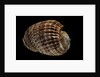 Harpa costata by Anonymous