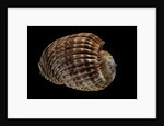 Harpa costata by Anonymous