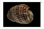 Harpa costata by Anonymous