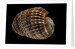 Harpa costata by Anonymous