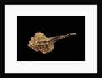 Haustellum barbieri by Anonymous