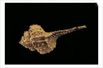 Haustellum barbieri by Anonymous