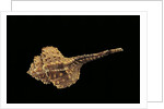 Haustellum barbieri by Anonymous