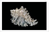 Hexaplex cichoreus by Anonymous