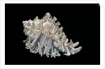 Hexaplex cichoreus by Anonymous