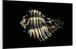 Hexaplex callidinus by Anonymous
