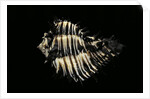 Hexaplex callidinus by Anonymous