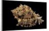 Hexaplex regius by Anonymous